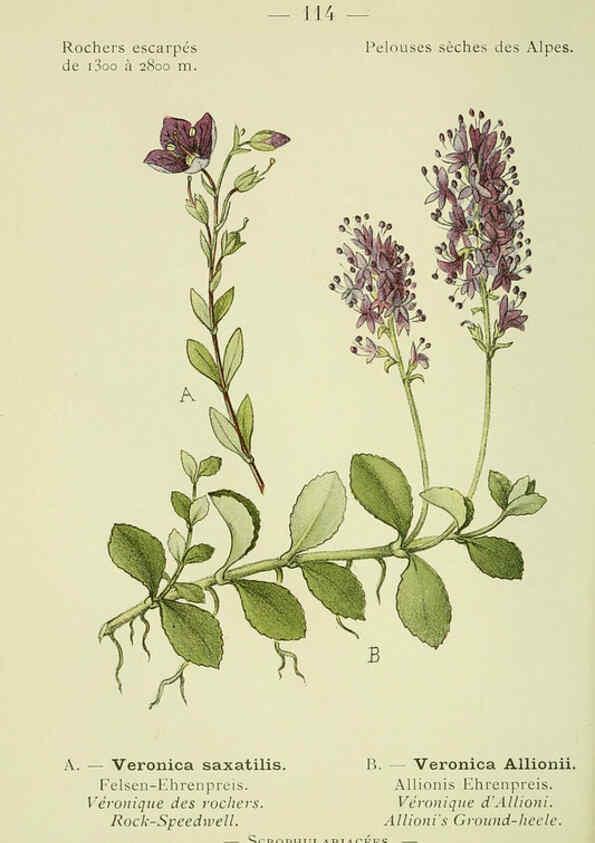 Reproducción/Reproduction 6298295057: Nouvelle flore coloriée de poche des Alpes et des Pyrénées. v.1. Paris,Klincksieck,1906-1912