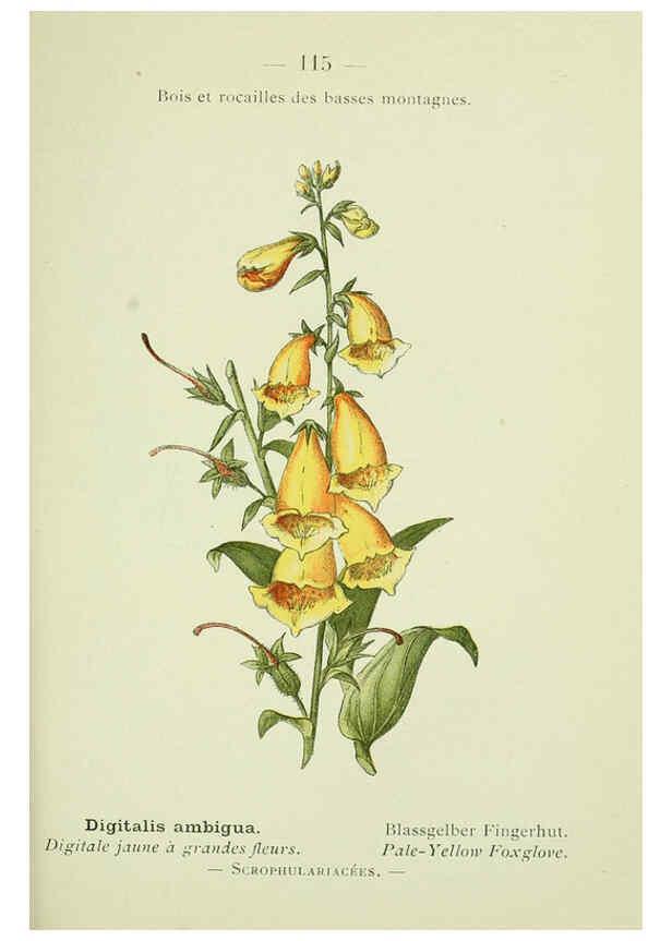 Reproducción/Reproduction 6298826262: Nouvelle flore coloriée de poche des Alpes et des Pyrénées. v.1. Paris,Klincksieck,1906-1912