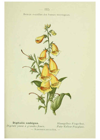 Reproducción/Reproduction 6298826262: Nouvelle flore coloriée de poche des Alpes et des Pyrénées. v.1. Paris,Klincksieck,1906-1912