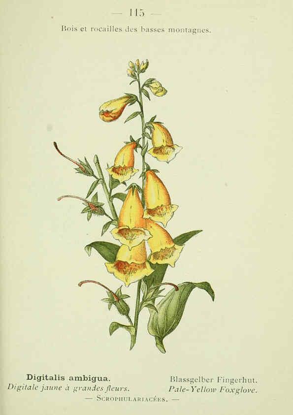 Reproducción/Reproduction 6298826262: Nouvelle flore coloriée de poche des Alpes et des Pyrénées. v.1. Paris,Klincksieck,1906-1912