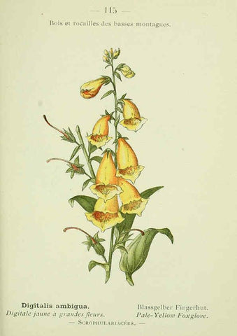 Reproducción/Reproduction 6298826262: Nouvelle flore coloriée de poche des Alpes et des Pyrénées. v.1. Paris,Klincksieck,1906-1912
