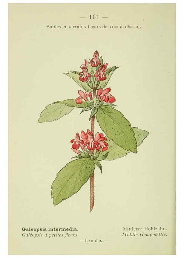 Reproducción/Reproduction 6298295543: Nouvelle flore coloriée de poche des Alpes et des Pyrénées. v.1. Paris,Klincksieck,1906-1912