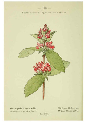 Reproducción/Reproduction 6298295543: Nouvelle flore coloriée de poche des Alpes et des Pyrénées. v.1. Paris,Klincksieck,1906-1912
