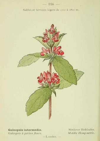 Reproducción/Reproduction 6298295543: Nouvelle flore coloriée de poche des Alpes et des Pyrénées. v.1. Paris,Klincksieck,1906-1912