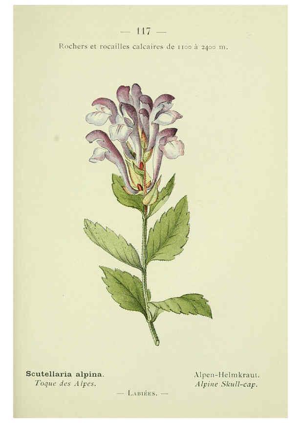 Reproducción/Reproduction 6298826694: Nouvelle flore coloriée de poche des Alpes et des Pyrénées. v.1. Paris,Klincksieck,1906-1912