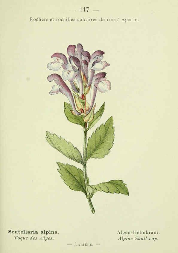 Reproducción/Reproduction 6298826694: Nouvelle flore coloriée de poche des Alpes et des Pyrénées. v.1. Paris,Klincksieck,1906-1912