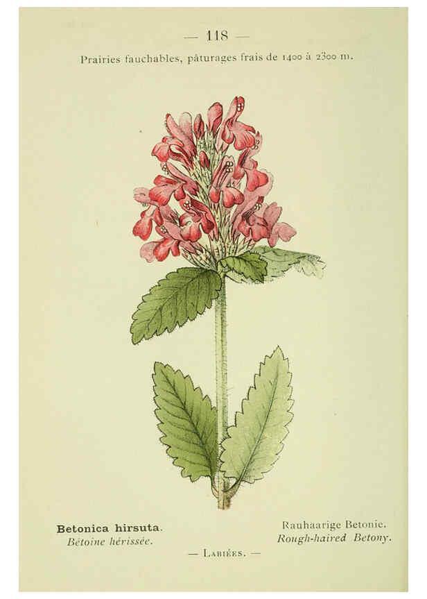 Reproducción/Reproduction 6298826926: Nouvelle flore coloriée de poche des Alpes et des Pyrénées. v.1. Paris,Klincksieck,1906-1912