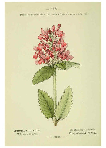 Reproducción/Reproduction 6298826926: Nouvelle flore coloriée de poche des Alpes et des Pyrénées. v.1. Paris,Klincksieck,1906-1912