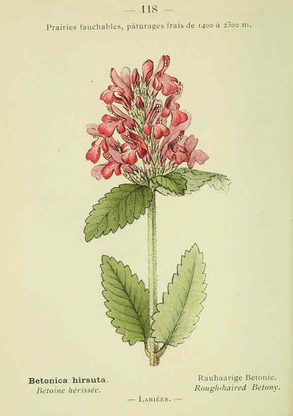 Reproducción/Reproduction 6298826926: Nouvelle flore coloriée de poche des Alpes et des Pyrénées. v.1. Paris,Klincksieck,1906-1912