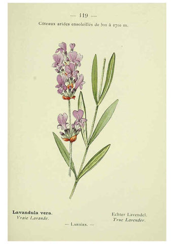 Reproducción/Reproduction 6298296327: Nouvelle flore coloriée de poche des Alpes et des Pyrénées. v.1. Paris,Klincksieck,1906-1912