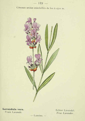 Reproducción/Reproduction 6298296327: Nouvelle flore coloriée de poche des Alpes et des Pyrénées. v.1. Paris,Klincksieck,1906-1912