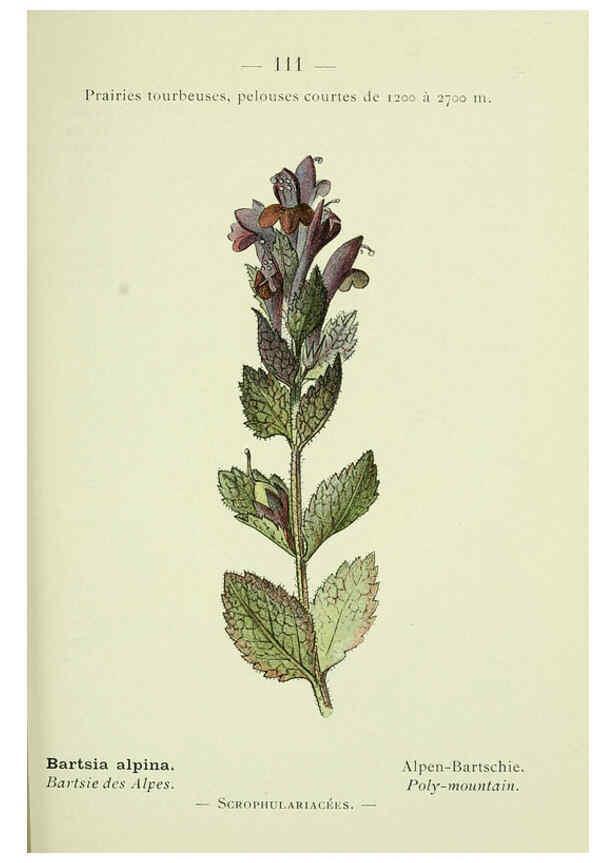 Reproducción/Reproduction 6298294225: Nouvelle flore coloriée de poche des Alpes et des Pyrénées. v.1. Paris,Klincksieck,1906-1912