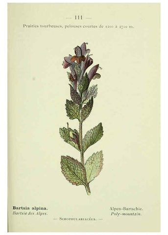 Reproducción/Reproduction 6298294225: Nouvelle flore coloriée de poche des Alpes et des Pyrénées. v.1. Paris,Klincksieck,1906-1912