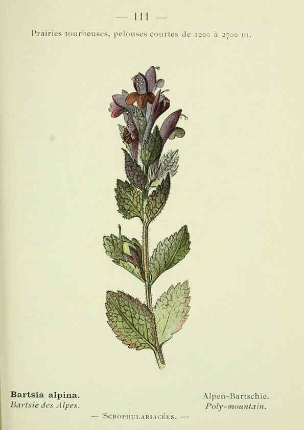 Reproducción/Reproduction 6298294225: Nouvelle flore coloriée de poche des Alpes et des Pyrénées. v.1. Paris,Klincksieck,1906-1912