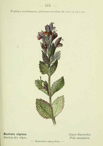 Reproducción/Reproduction 6298294225: Nouvelle flore coloriée de poche des Alpes et des Pyrénées. v.1. Paris,Klincksieck,1906-1912