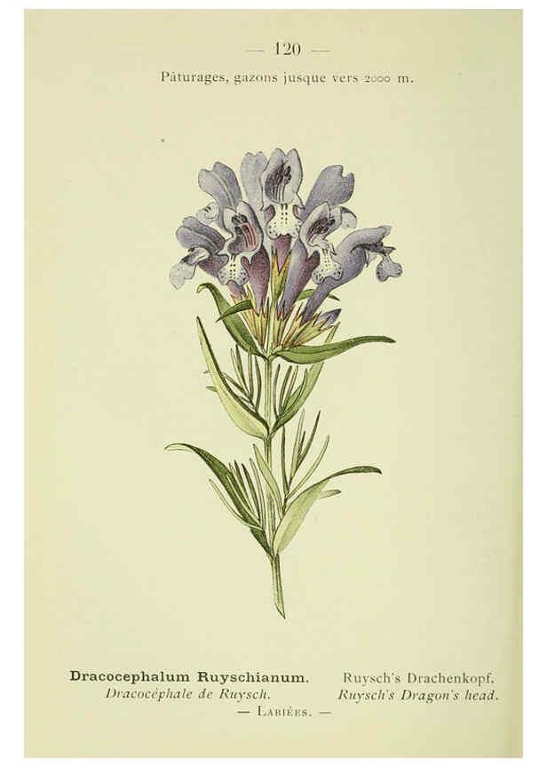 Reproducción/Reproduction 6298296545: Nouvelle flore coloriée de poche des Alpes et des Pyrénées. v.1. Paris,Klincksieck,1906-1912