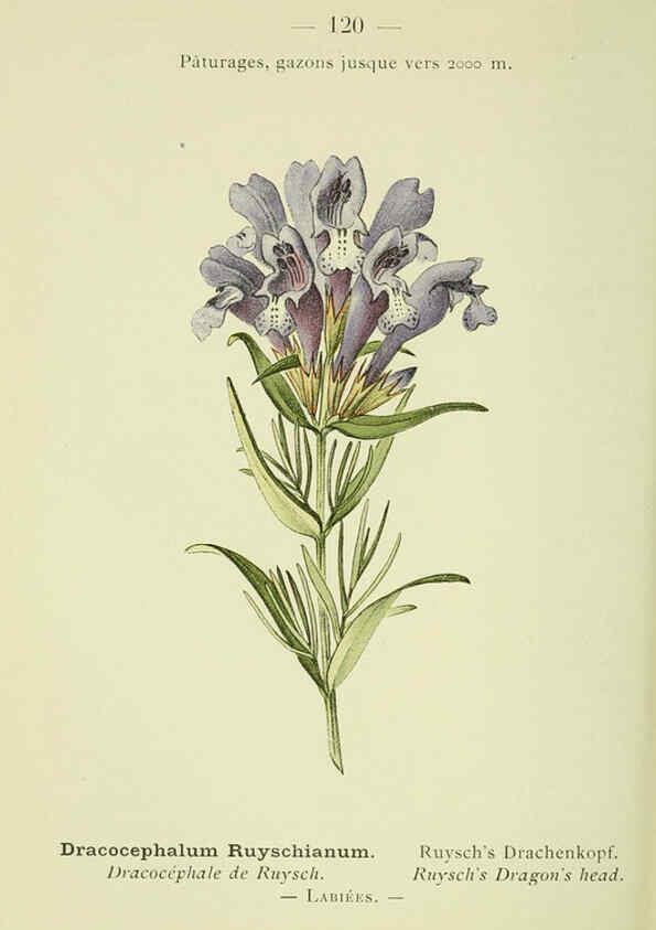 Reproducción/Reproduction 6298296545: Nouvelle flore coloriée de poche des Alpes et des Pyrénées. v.1. Paris,Klincksieck,1906-1912