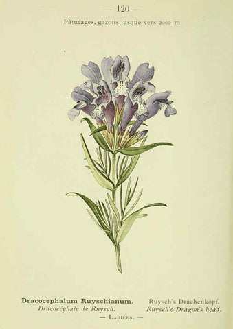 Reproducción/Reproduction 6298296545: Nouvelle flore coloriée de poche des Alpes et des Pyrénées. v.1. Paris,Klincksieck,1906-1912