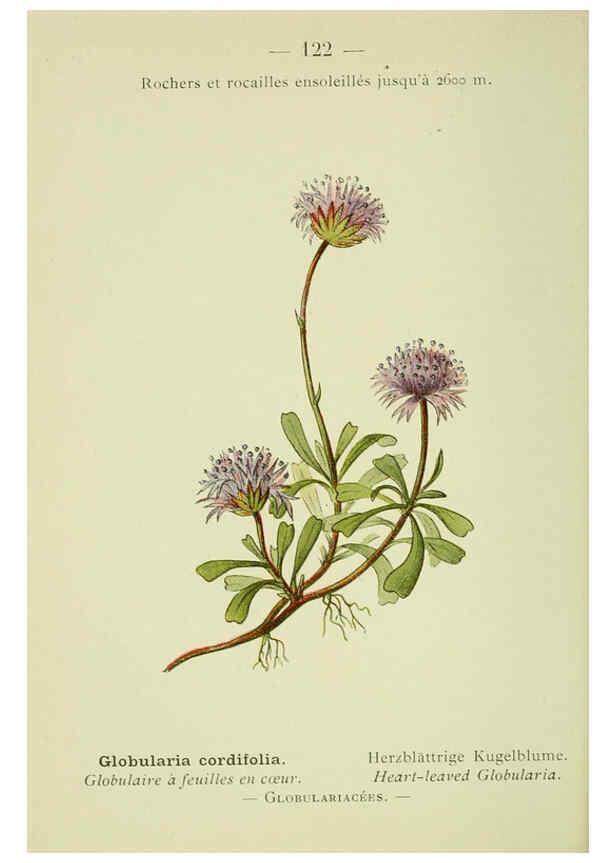 Reproducción/Reproduction 6298297117: Nouvelle flore coloriée de poche des Alpes et des Pyrénées. v.1. Paris,Klincksieck,1906-1912