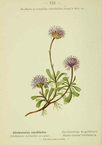 Reproducción/Reproduction 6298297117: Nouvelle flore coloriée de poche des Alpes et des Pyrénées. v.1. Paris,Klincksieck,1906-1912