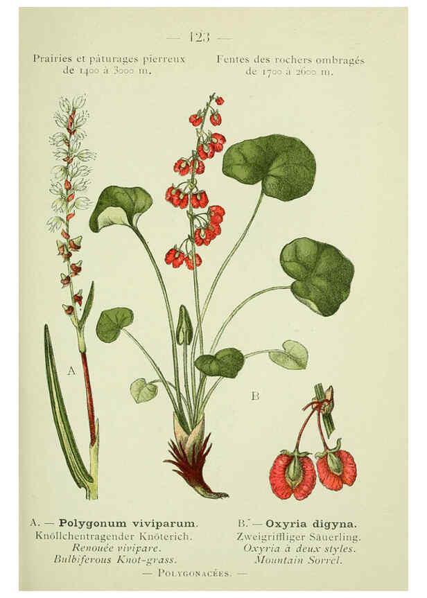 Reproducción/Reproduction 6298297407: Nouvelle flore coloriée de poche des Alpes et des Pyrénées. v.1. Paris,Klincksieck,1906-1912