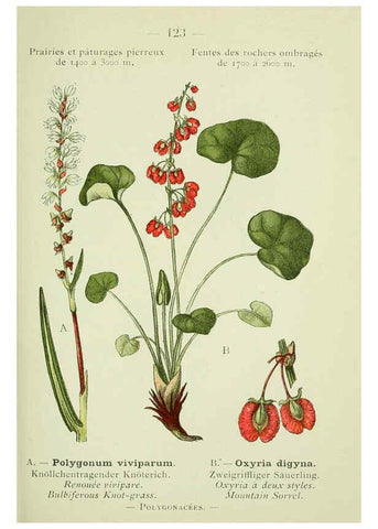 Reproducción/Reproduction 6298297407: Nouvelle flore coloriée de poche des Alpes et des Pyrénées. v.1. Paris,Klincksieck,1906-1912
