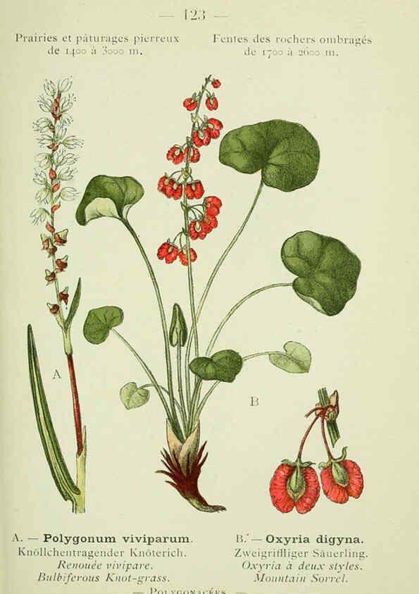 Reproducción/Reproduction 6298297407: Nouvelle flore coloriée de poche des Alpes et des Pyrénées. v.1. Paris,Klincksieck,1906-1912