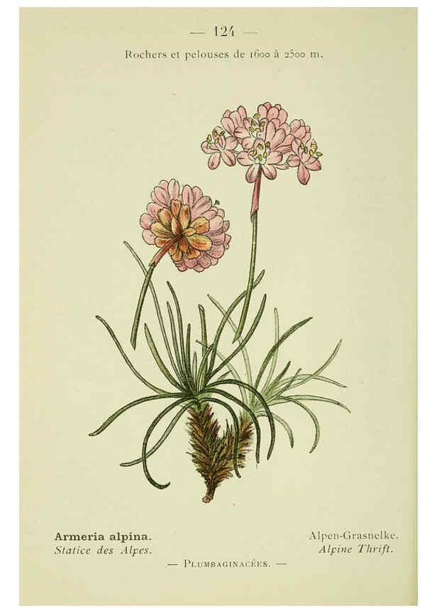 Reproducción/Reproduction 6298828502: Nouvelle flore coloriée de poche des Alpes et des Pyrénées. v.1. Paris,Klincksieck,1906-1912