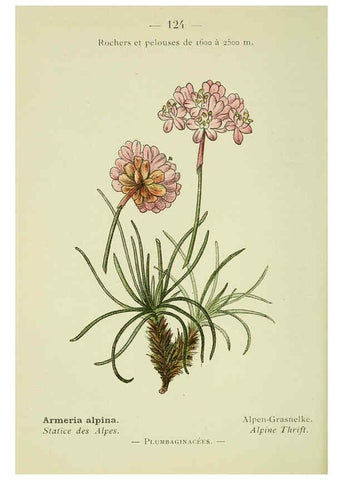 Reproducción/Reproduction 6298828502: Nouvelle flore coloriée de poche des Alpes et des Pyrénées. v.1. Paris,Klincksieck,1906-1912