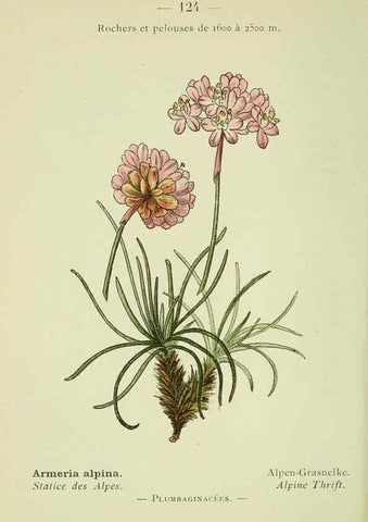 Reproducción/Reproduction 6298828502: Nouvelle flore coloriée de poche des Alpes et des Pyrénées. v.1. Paris,Klincksieck,1906-1912
