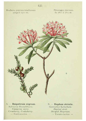 Reproducción/Reproduction 6298828772: Nouvelle flore coloriée de poche des Alpes et des Pyrénées. v.1. Paris,Klincksieck,1906-1912