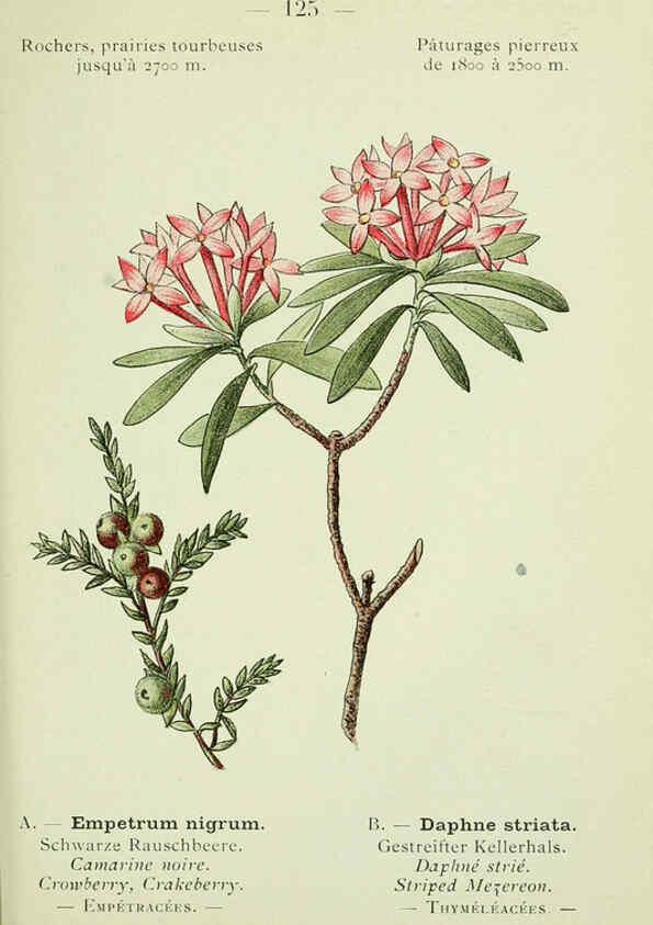 Reproducción/Reproduction 6298828772: Nouvelle flore coloriée de poche des Alpes et des Pyrénées. v.1. Paris,Klincksieck,1906-1912