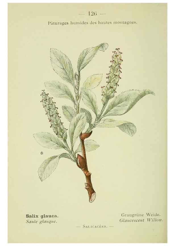 Reproducción/Reproduction 6298298165: Nouvelle flore coloriée de poche des Alpes et des Pyrénées. v.1. Paris,Klincksieck,1906-1912