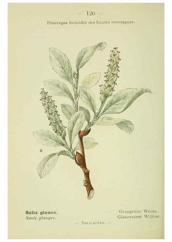 Reproducción/Reproduction 6298298165: Nouvelle flore coloriée de poche des Alpes et des Pyrénées. v.1. Paris,Klincksieck,1906-1912