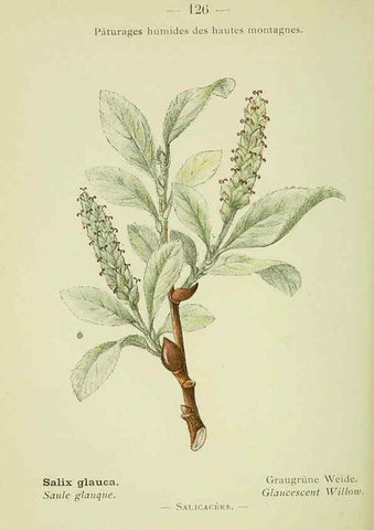 Reproducción/Reproduction 6298298165: Nouvelle flore coloriée de poche des Alpes et des Pyrénées. v.1. Paris,Klincksieck,1906-1912