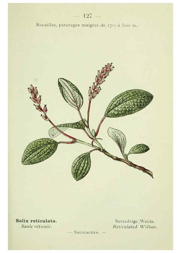 Reproducción/Reproduction 6298298489: Nouvelle flore coloriée de poche des Alpes et des Pyrénées. v.1. Paris,Klincksieck,1906-1912