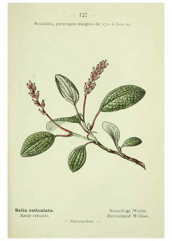 Reproducción/Reproduction 6298298489: Nouvelle flore coloriée de poche des Alpes et des Pyrénées. v.1. Paris,Klincksieck,1906-1912