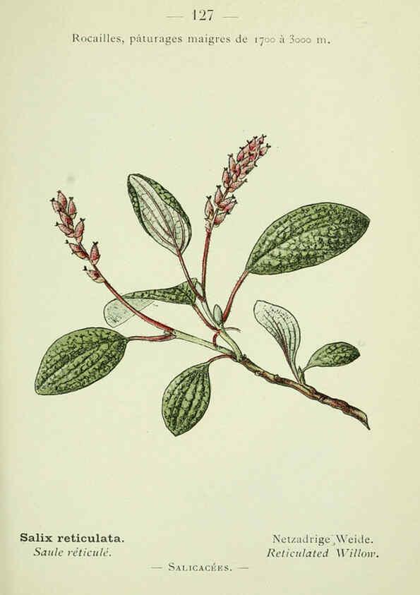 Reproducción/Reproduction 6298298489: Nouvelle flore coloriée de poche des Alpes et des Pyrénées. v.1. Paris,Klincksieck,1906-1912