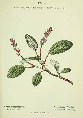 Reproducción/Reproduction 6298298489: Nouvelle flore coloriée de poche des Alpes et des Pyrénées. v.1. Paris,Klincksieck,1906-1912
