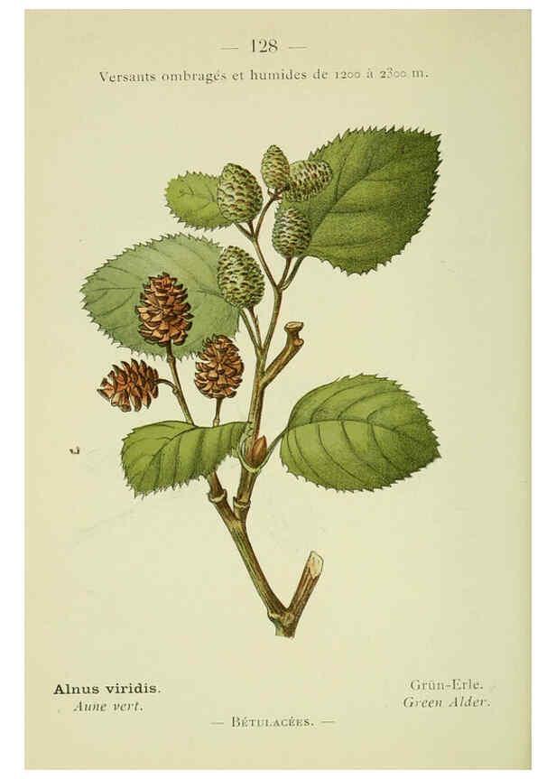 Reproducción/Reproduction 6298298665: Nouvelle flore coloriée de poche des Alpes et des Pyrénées. v.1. Paris,Klincksieck,1906-1912