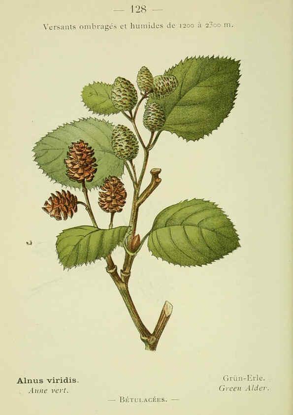 Reproducción/Reproduction 6298298665: Nouvelle flore coloriée de poche des Alpes et des Pyrénées. v.1. Paris,Klincksieck,1906-1912