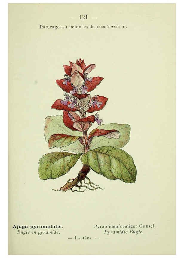 Reproducción/Reproduction 6298827800: Nouvelle flore coloriée de poche des Alpes et des Pyrénées. v.1. Paris,Klincksieck,1906-1912