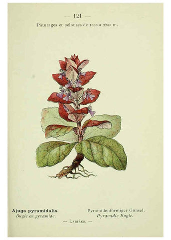 Reproducción/Reproduction 6298827800: Nouvelle flore coloriée de poche des Alpes et des Pyrénées. v.1. Paris,Klincksieck,1906-1912