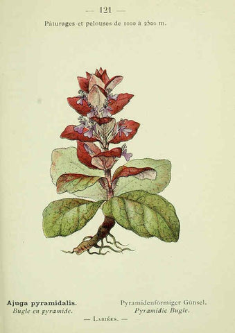 Reproducción/Reproduction 6298827800: Nouvelle flore coloriée de poche des Alpes et des Pyrénées. v.1. Paris,Klincksieck,1906-1912