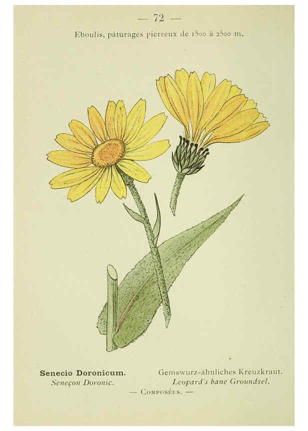 Reproducción/Reproduction 6298813624: Nouvelle flore coloriée de poche des Alpes et des Pyrénées. v.1. Paris,Klincksieck,1906-1912