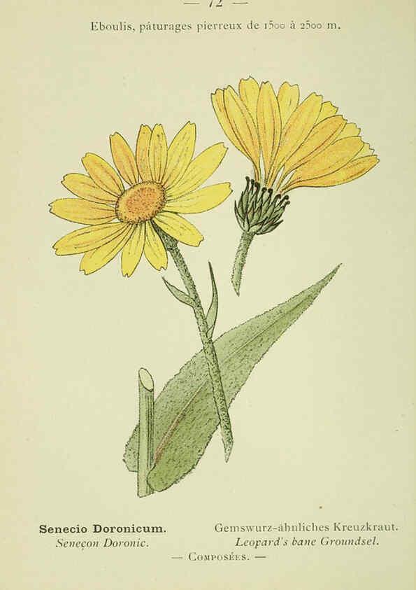 Reproducción/Reproduction 6298813624: Nouvelle flore coloriée de poche des Alpes et des Pyrénées. v.1. Paris,Klincksieck,1906-1912