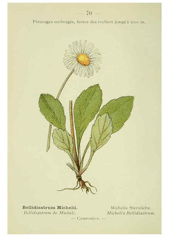Reproducción/Reproduction 6298812948: Nouvelle flore coloriée de poche des Alpes et des Pyrénées. v.1. Paris,Klincksieck,1906-1912