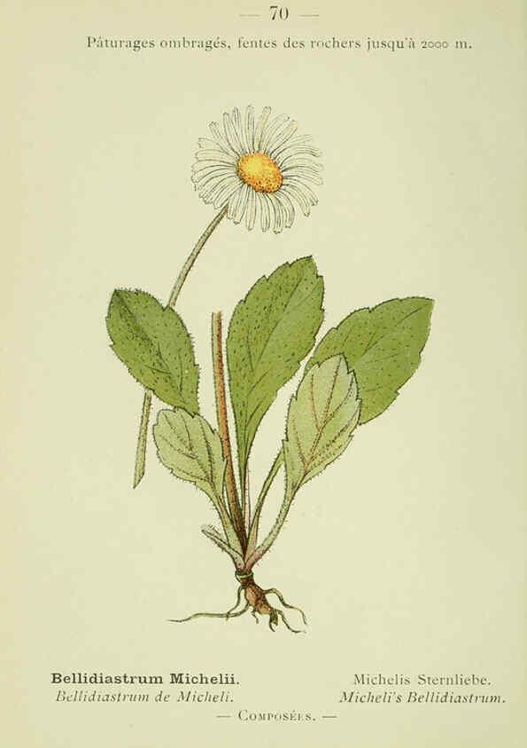 Reproducción/Reproduction 6298812948: Nouvelle flore coloriée de poche des Alpes et des Pyrénées. v.1. Paris,Klincksieck,1906-1912