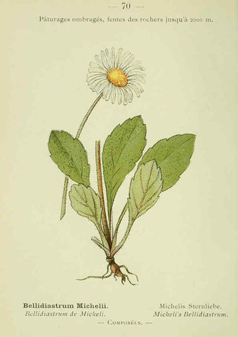 Reproducción/Reproduction 6298812948: Nouvelle flore coloriée de poche des Alpes et des Pyrénées. v.1. Paris,Klincksieck,1906-1912