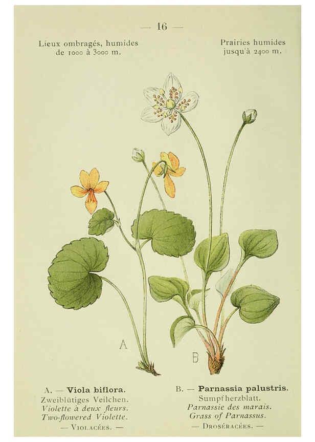 Reproducción/Reproduction 6298265227: Nouvelle flore coloriée de poche des Alpes et des Pyrénées. v.1. Paris,Klincksieck,1906-1912